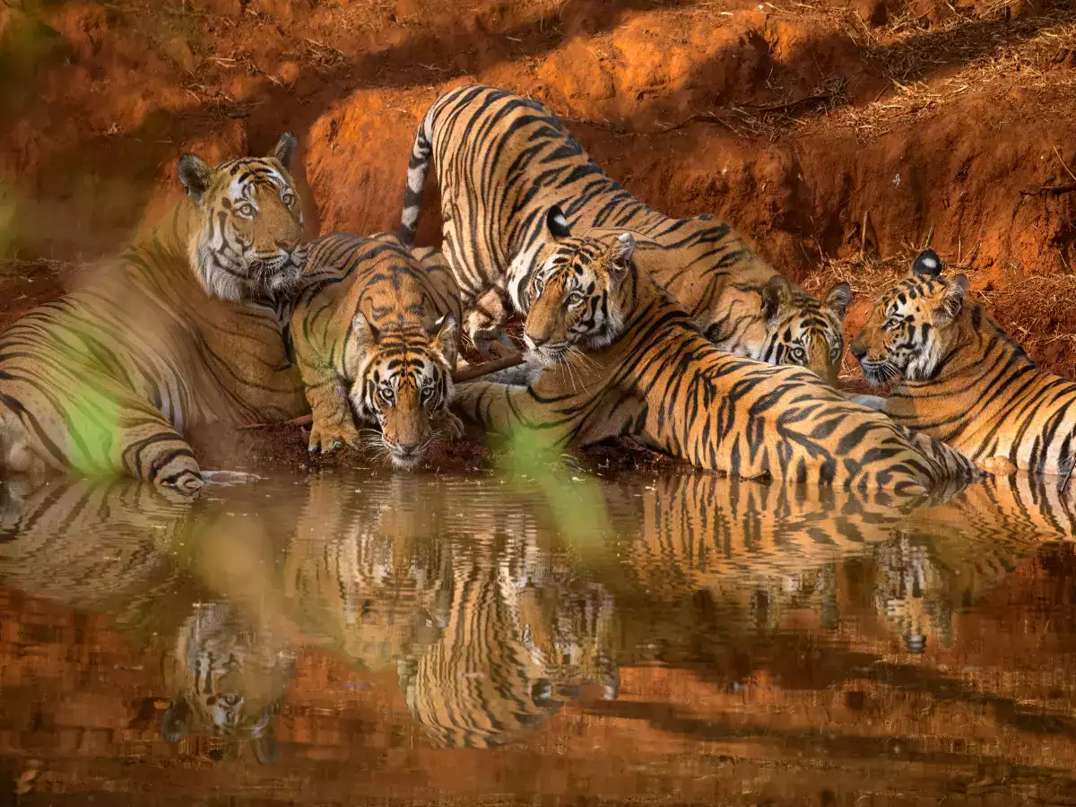 You are currently viewing Jungle safari in Bandhavgarh